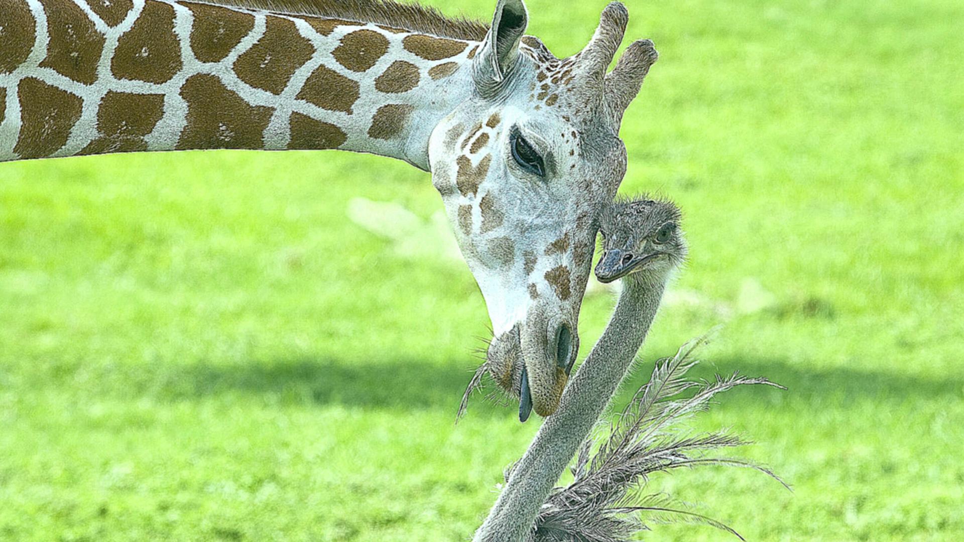 Необычная дружба (neobychnaja-druzhba) Документальный фильм
