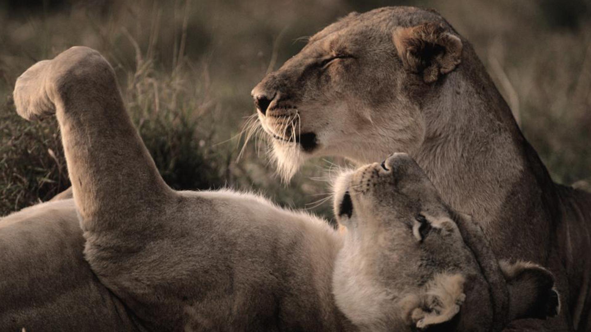 Ночь на Земле: Африка (noch-na-zemle-afrika) Документальный фильм