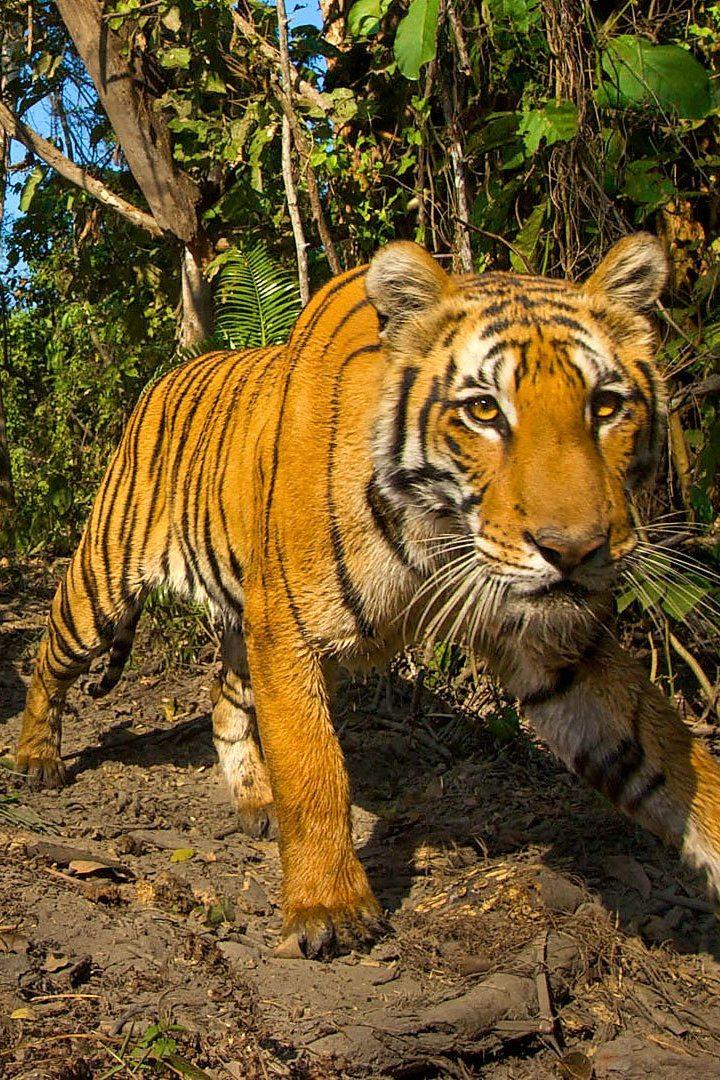 Lost Land of the Tiger (lost-land-of-the-tiger) Документальный сериал