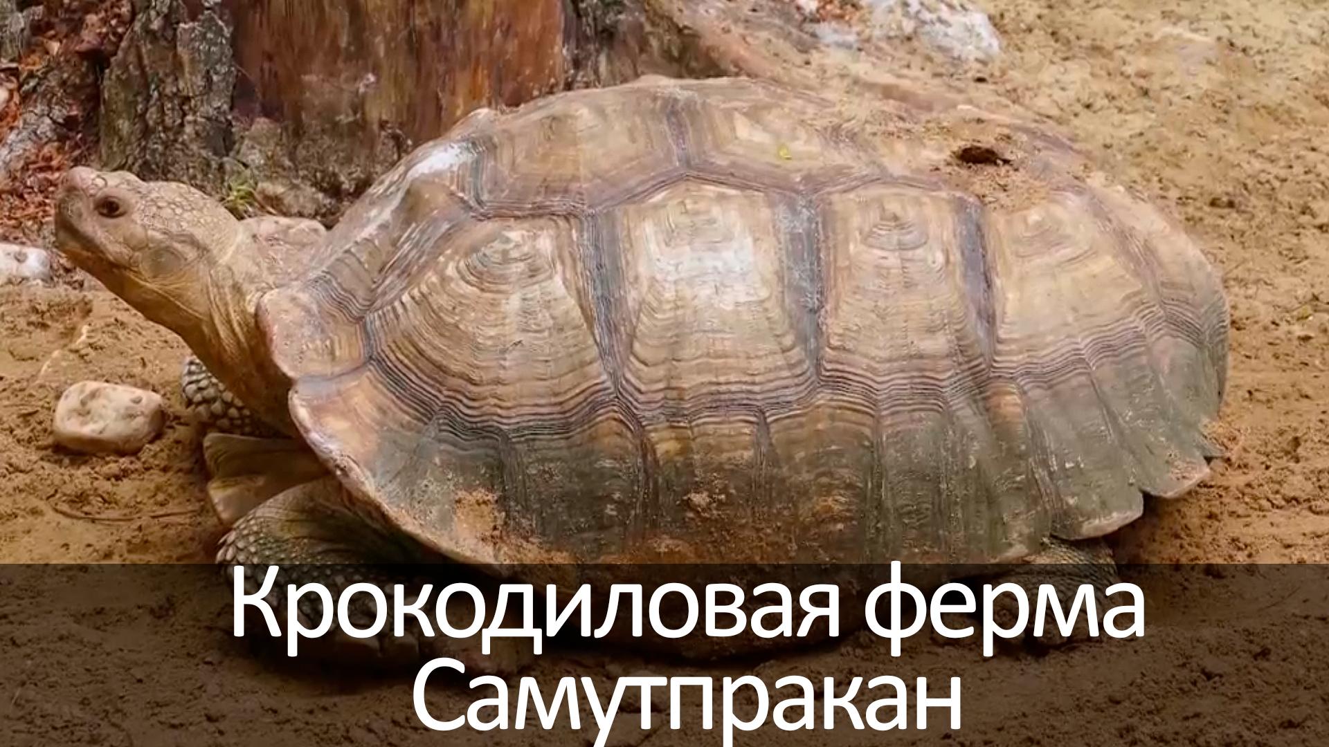Крокодиловая ферма Самутпракан (krokodilovaja-ferma-samutprakan) Досуг, хобби