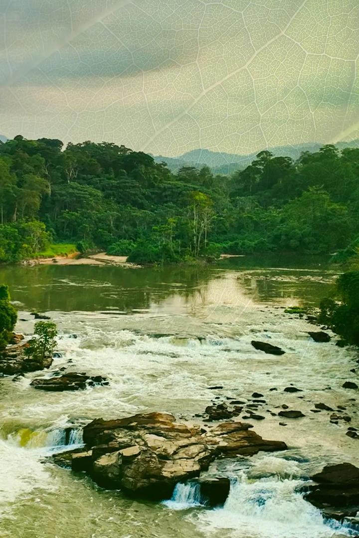 Gabon, L'écrin Vert De L'afrique (gabon-lcrin-vert-de-lafrique) Документальный фильм