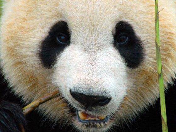 Приключения панды (prikljuchenija-pandy) Документальный сериал