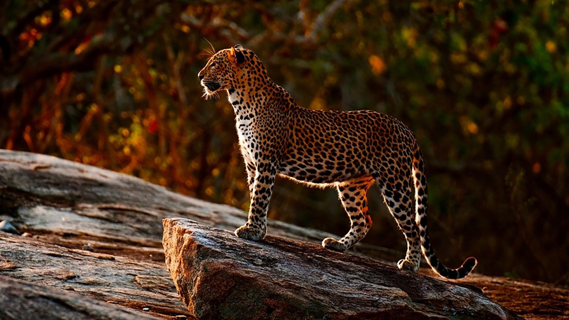 Дикая Шри-Ланка (dikaja-shri-lanka) Документальный сериал