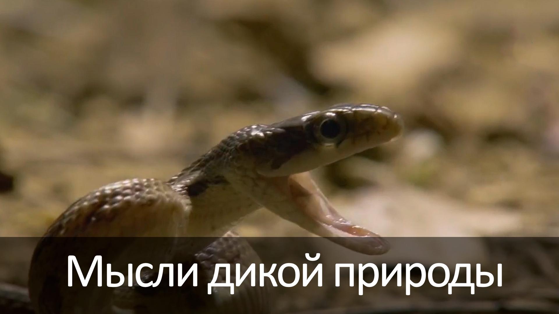 Мысли дикой природы (mysli-dikoj-prirody) Документальный сериал