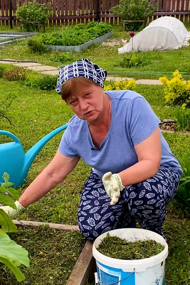 Мульчирование: польза и ошибки (mulchirovanie-polza-i-oshibki) Досуг, хобби