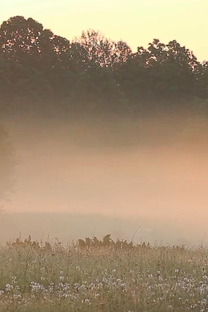 Одуванчики (oduvanchiki) Досуг, хобби