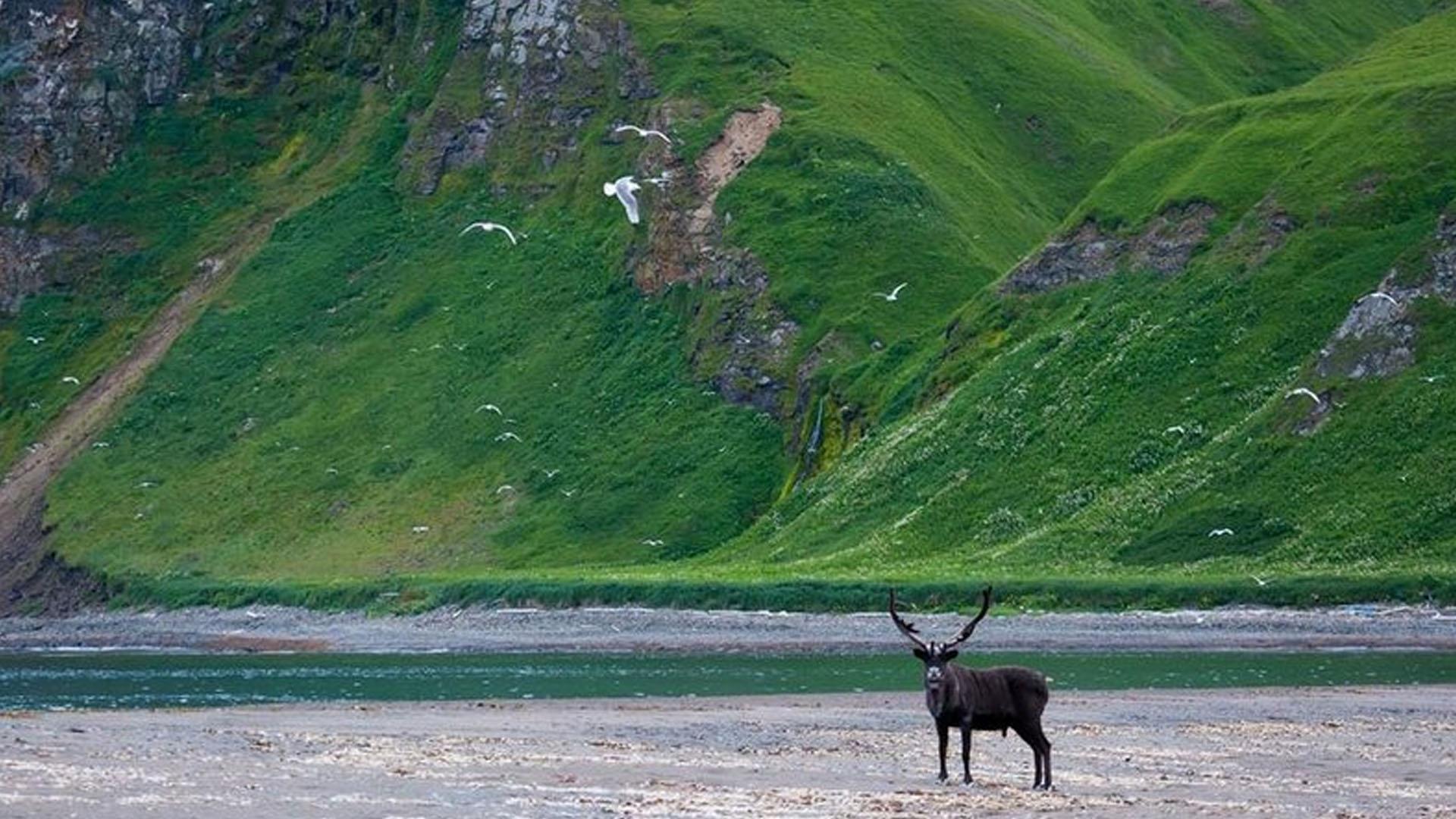 Командоры — страна ветров (komandory-strana-vetrov) Досуг, хобби