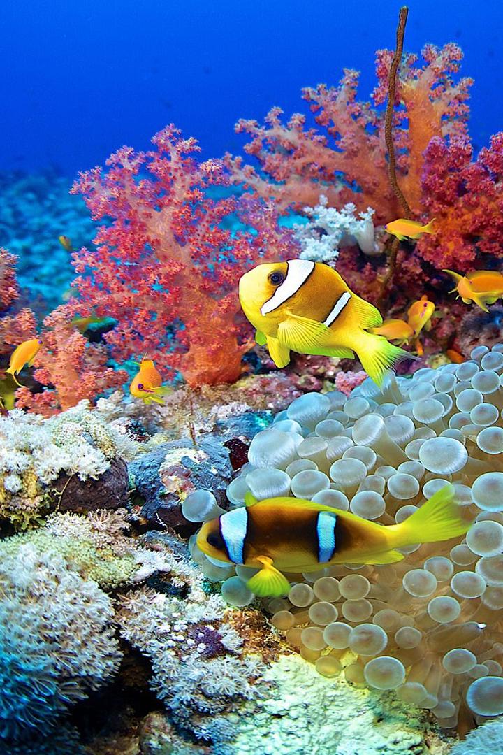 Giornata mondiale della biodiversità (giornata-mondiale-della-biodiversit) Досуг, хобби