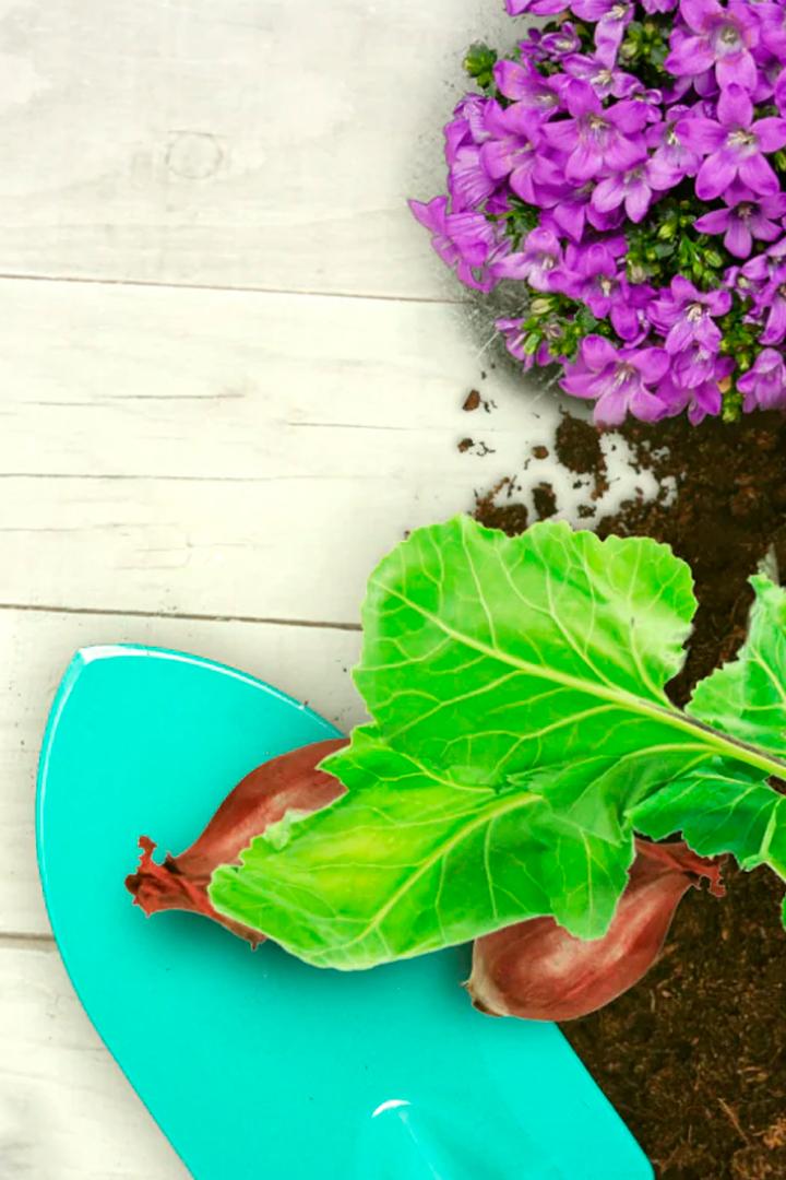Schnittgut. Alles aus dem Garten (schnittgut-alles-aus-dem-garten) Досуг, хобби