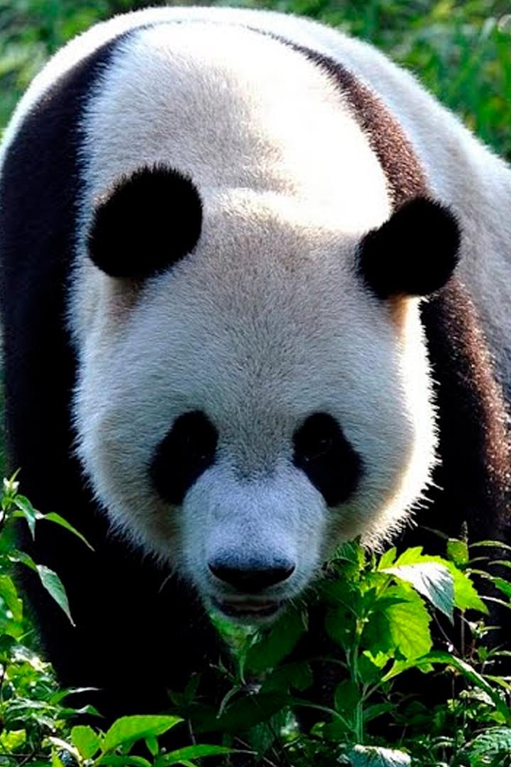 Panda: marea călătorie (panda-marea-cltorie) Документальный фильм
