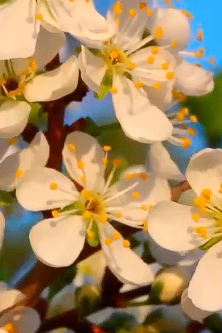 Вишня (vishnja) Досуг, хобби