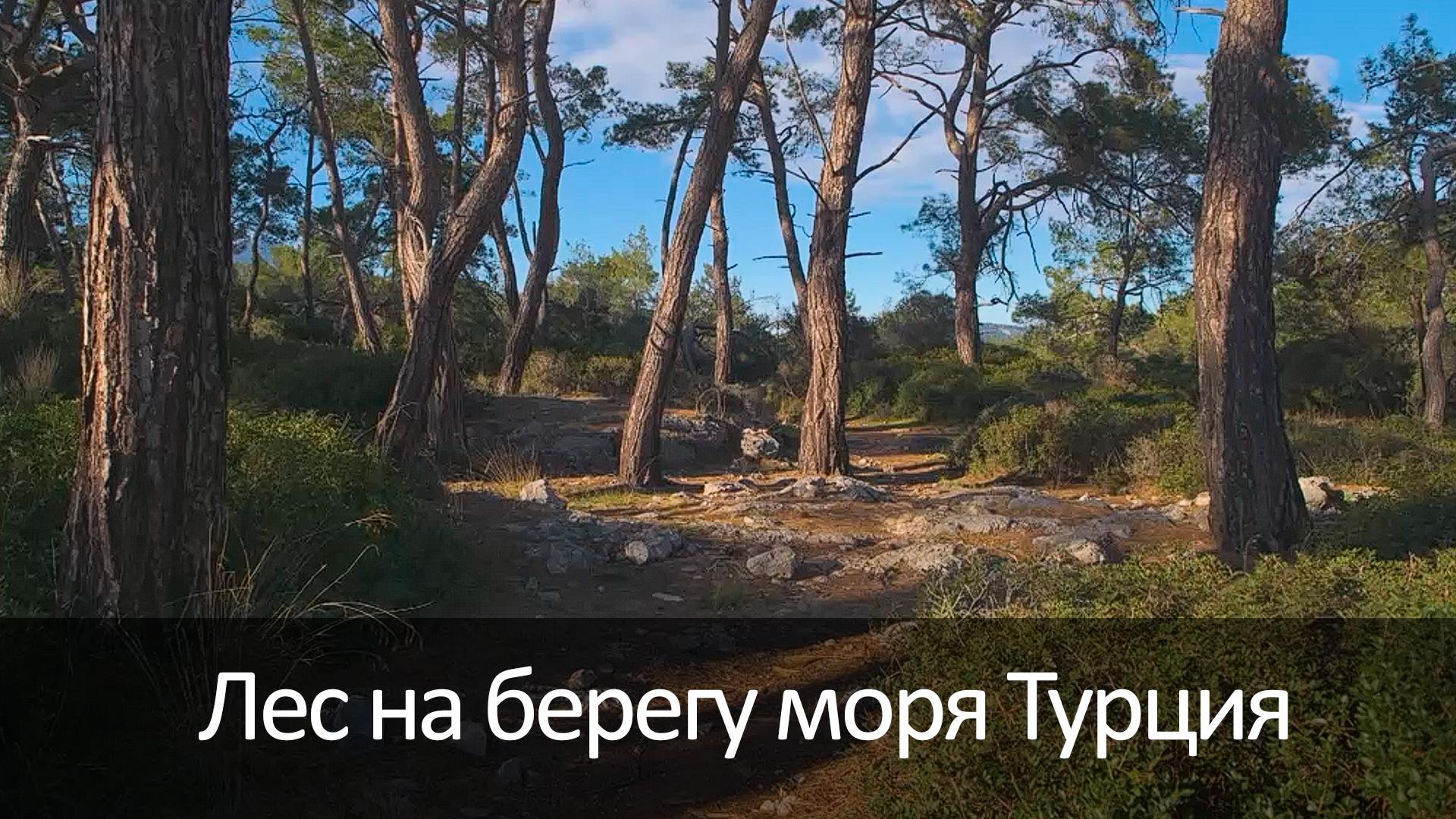 Лес на берегу моря Турция (les-na-beregu-morja-turtsija) Досуг, хобби