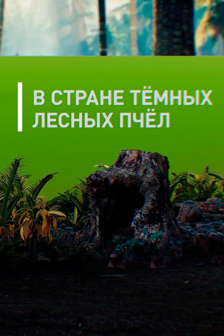 В стране тёмных лесных пчёл (v-strane-temnyh-lesnyh-pchel) Документальный фильм