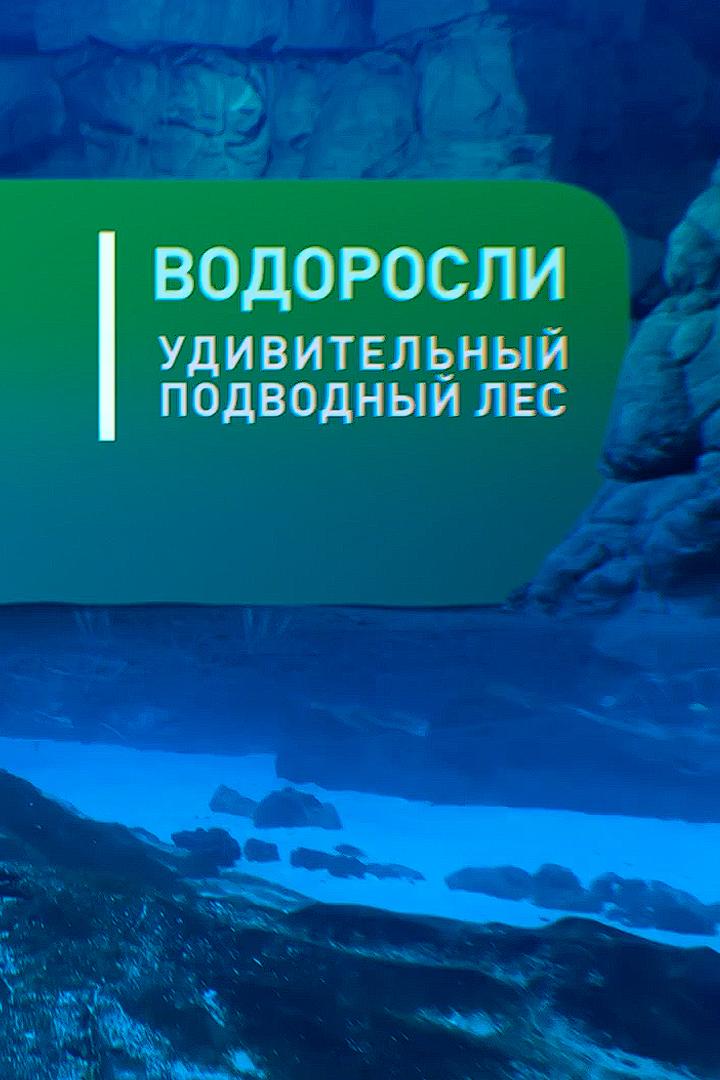 Водоросли. Удивительный подводный лес (vodorosli-udivitelnyj-podvodnyj-les) Документальный фильм
