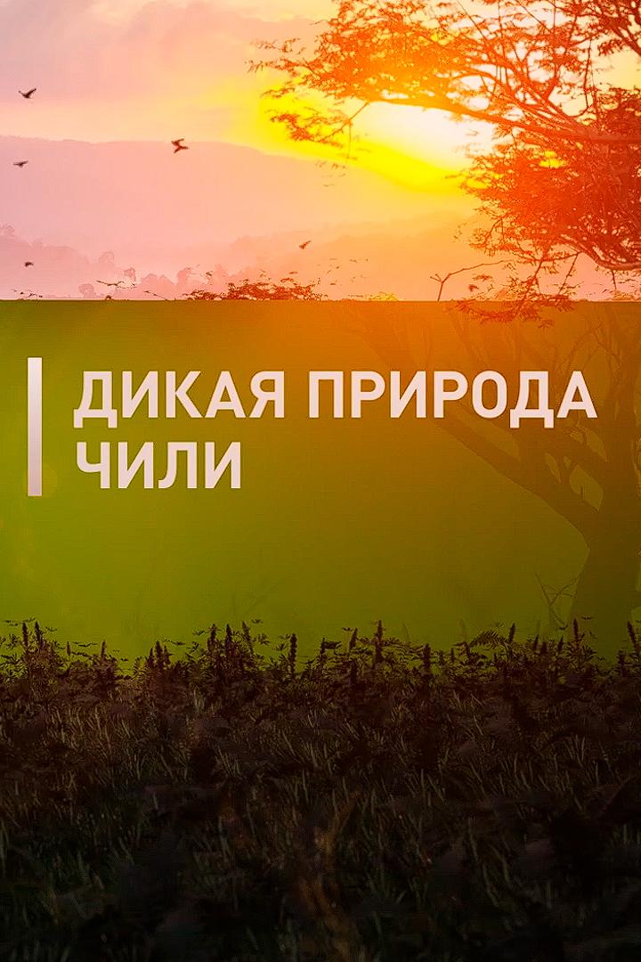 Дикая природа Чили (dikaja-priroda-chili) Документальный сериал