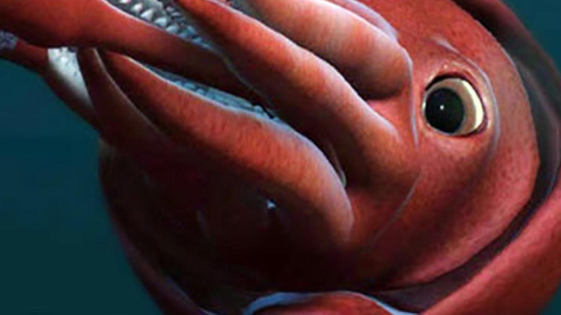 В поисках гигантского кальмара (v-poiskah-gigantskogo-kalmara) Документальный фильм