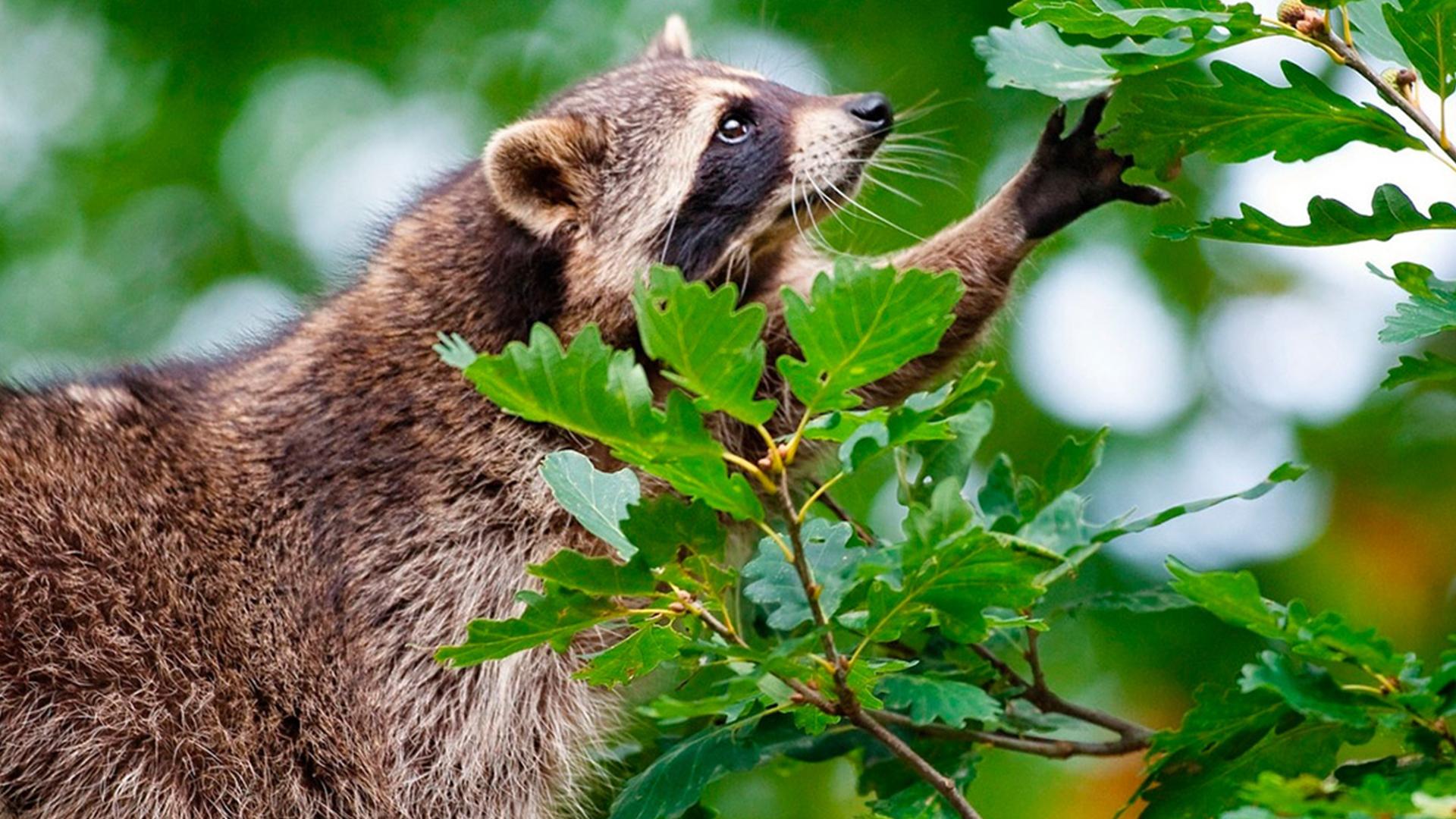 Еноты. Новые европейцы (enoty-novye-evropejtsy) Документальный фильм