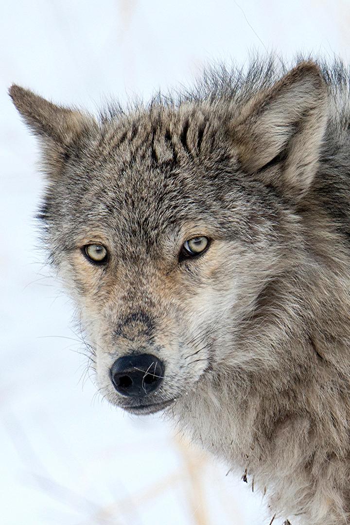 Yellowstone - Das Geheimnis der Wölfe (yellowstone-das-geheimnis-der-wlfe) Документальный фильм