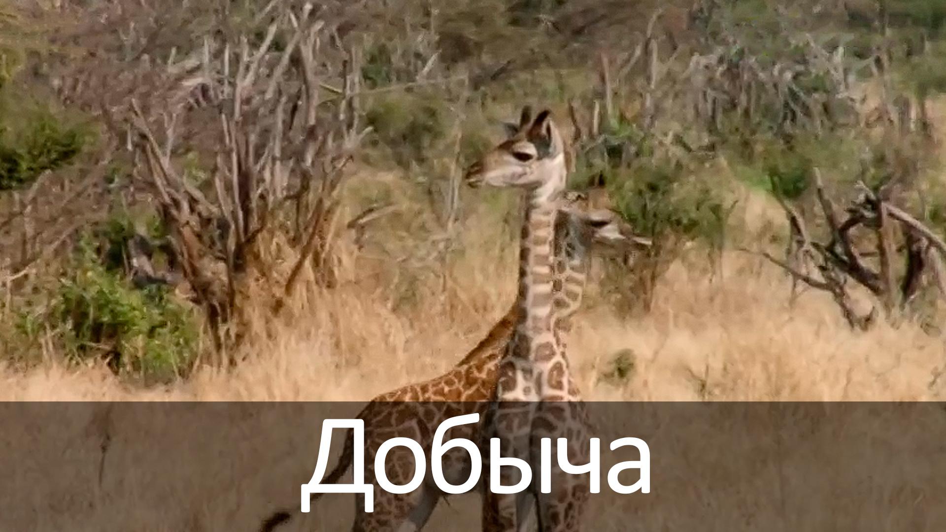 Добыча (dobycha) Документальный фильм