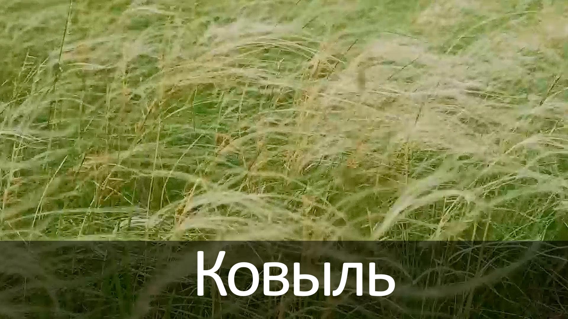 Ковыль (kovyl) Познавательное
