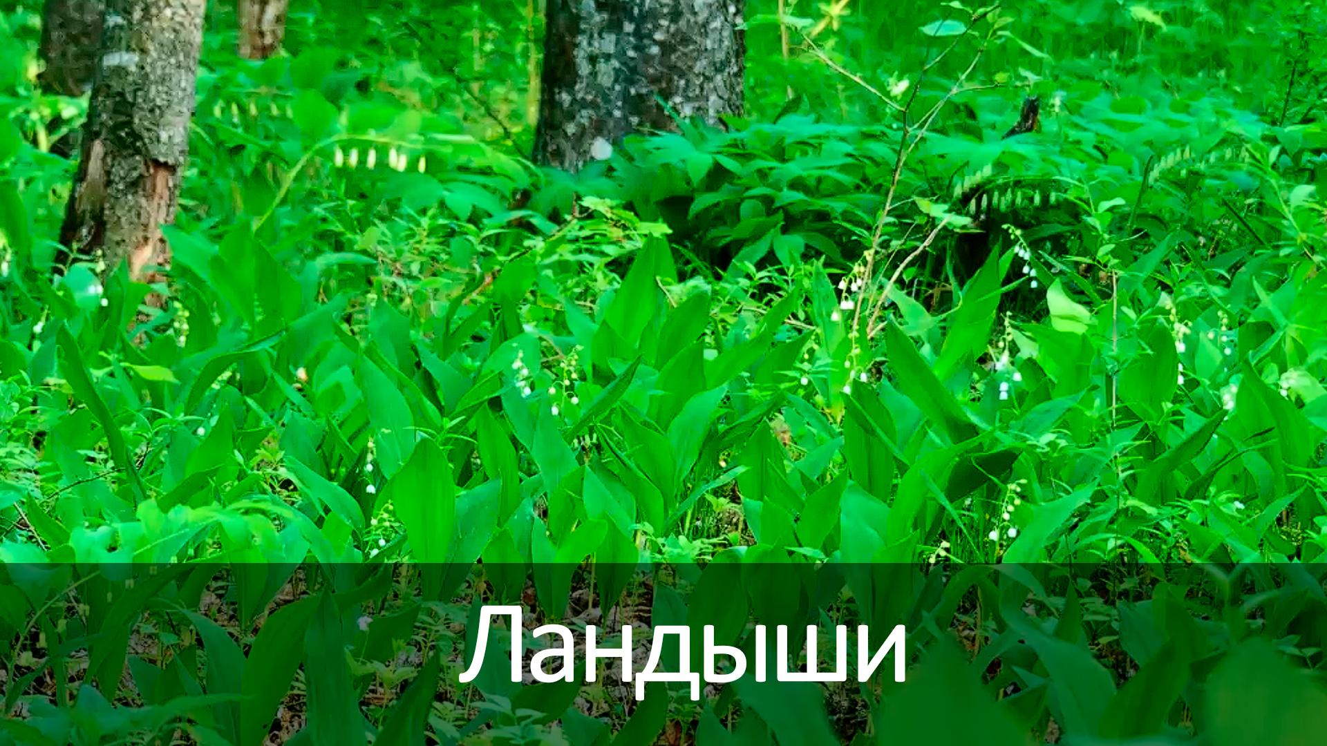 Ландыши (landyshi) Досуг, хобби
