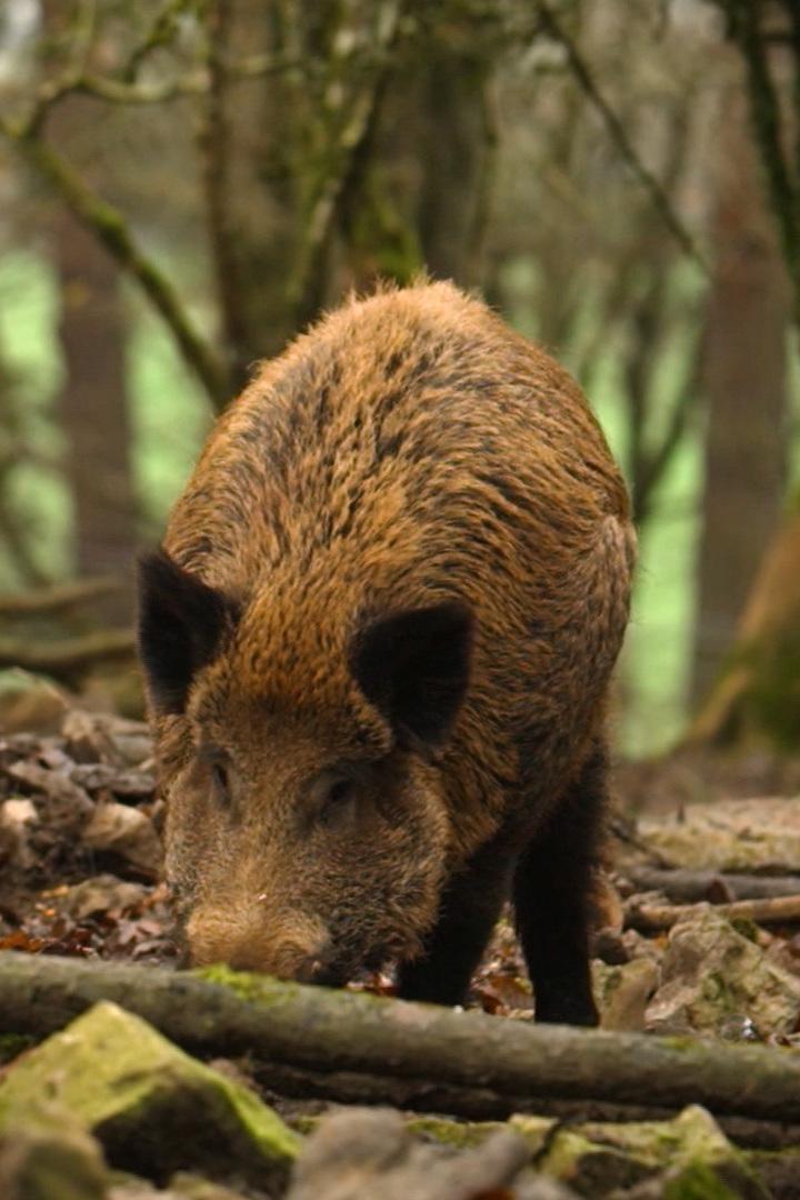 Le sanglier : l'indésirable ? (le-sanglier-lindsirable) Документальный фильм