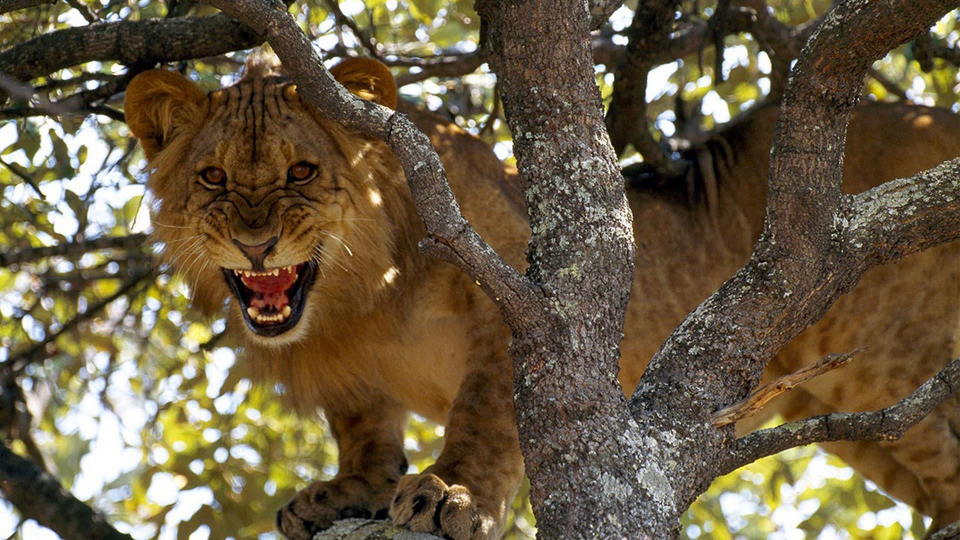 Африка: Убийцы с фантазией (afrika-ubijtsy-s-fantaziej) Документальный сериал