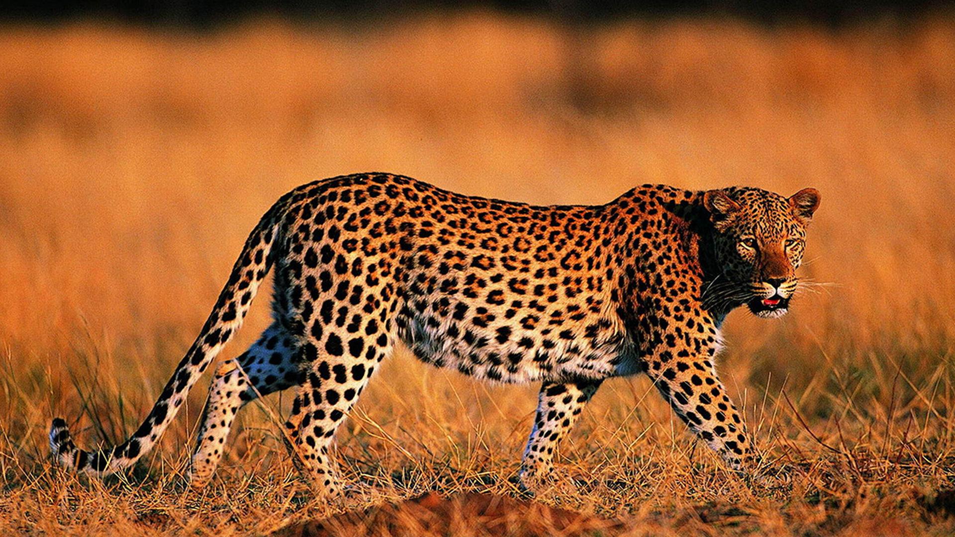 Королева скорости (koroleva-skorosti) Документальный фильм