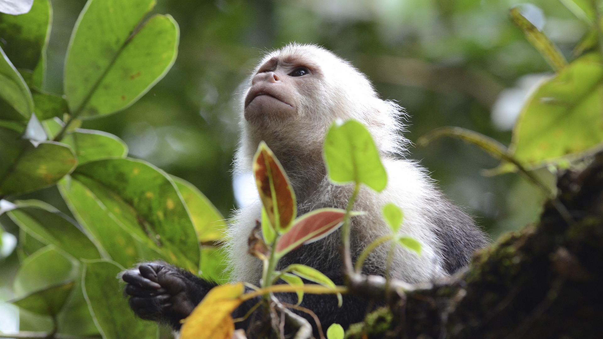 Потерянный рай Колумбии (poterjannyj-raj-kolumbii) Документальный фильм