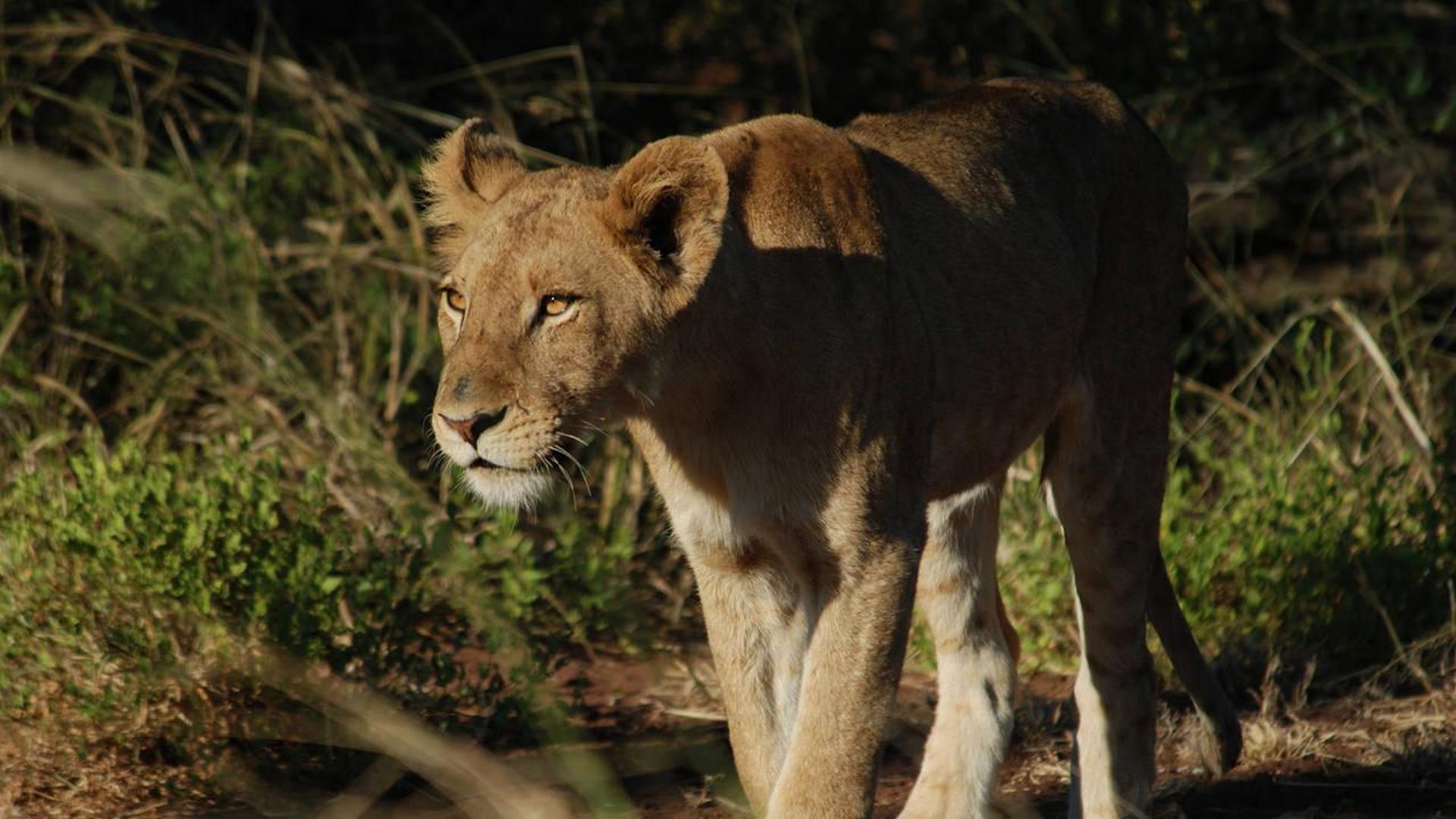 Сафари в прямом эфире (safari-v-prjamom-efire) Документальный сериал