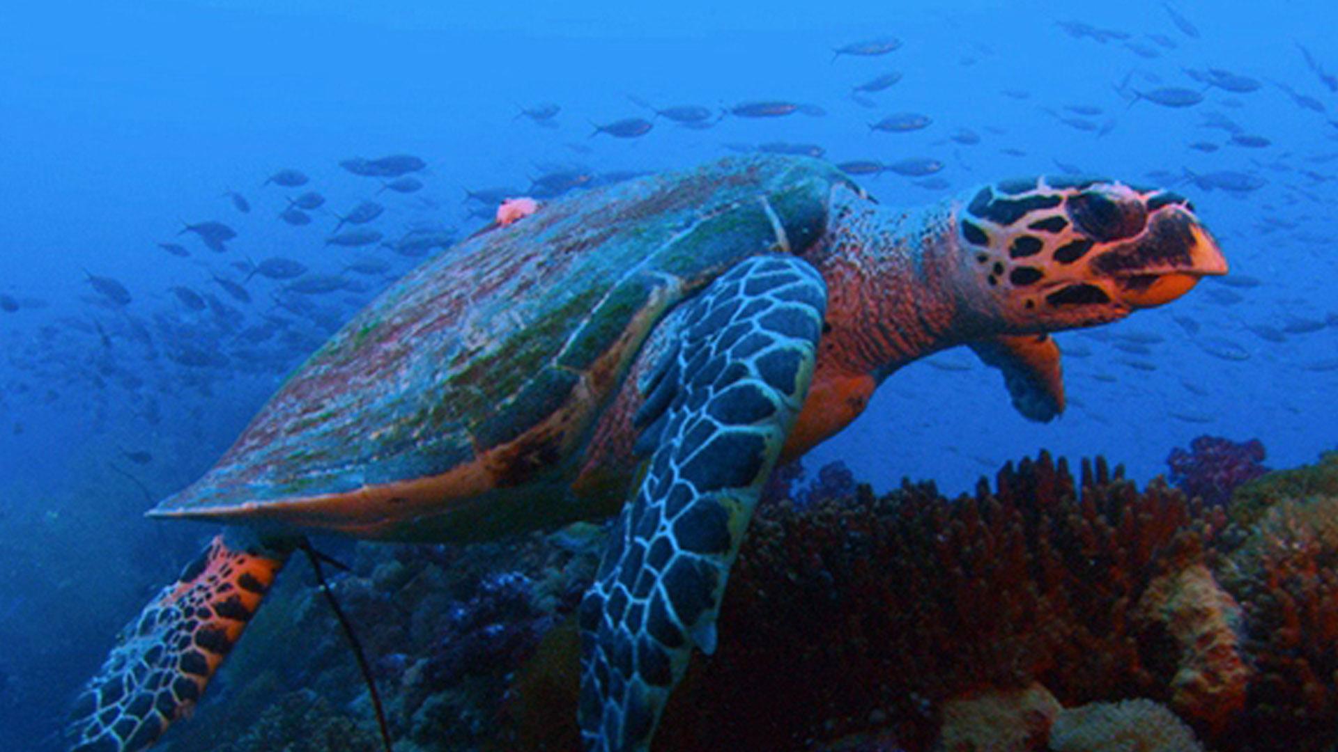 Подводное королевство (podvodnoe-korolevstvo) Документальный сериал