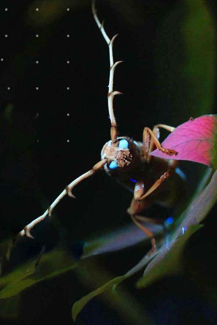 Mystérieux insectes, sur la piste des origines (mystrieux-insectes-sur-la-piste-des-origines) Документальный фильм