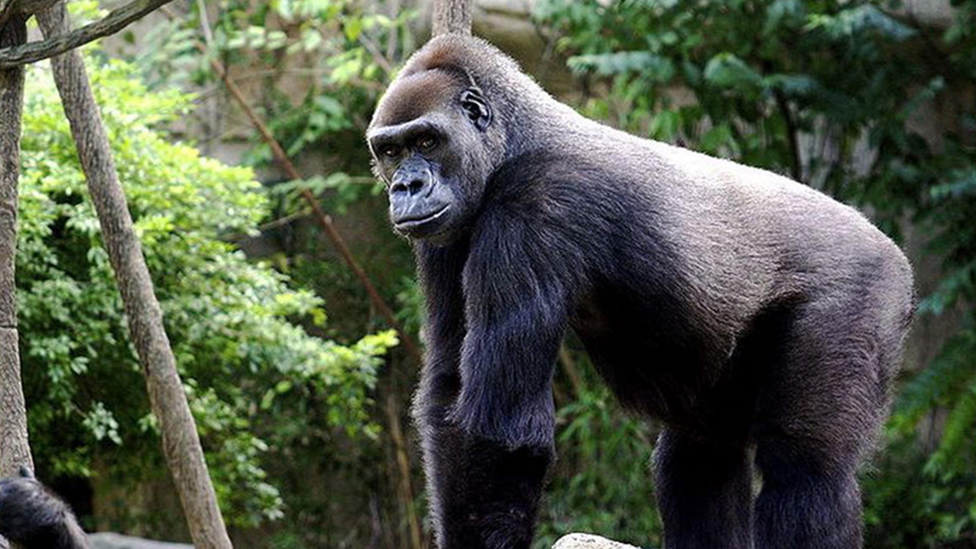 Школа горилл (shkola-gorill) Документальный сериал