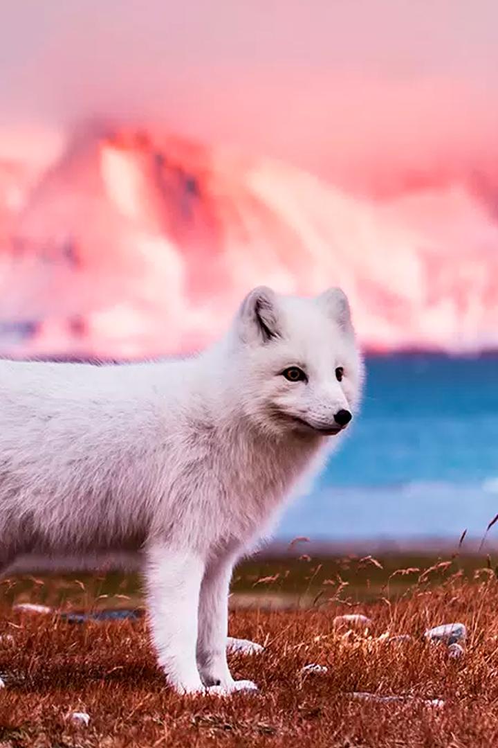 Хищные от природы (hischnye-ot-prirody) Документальный сериал