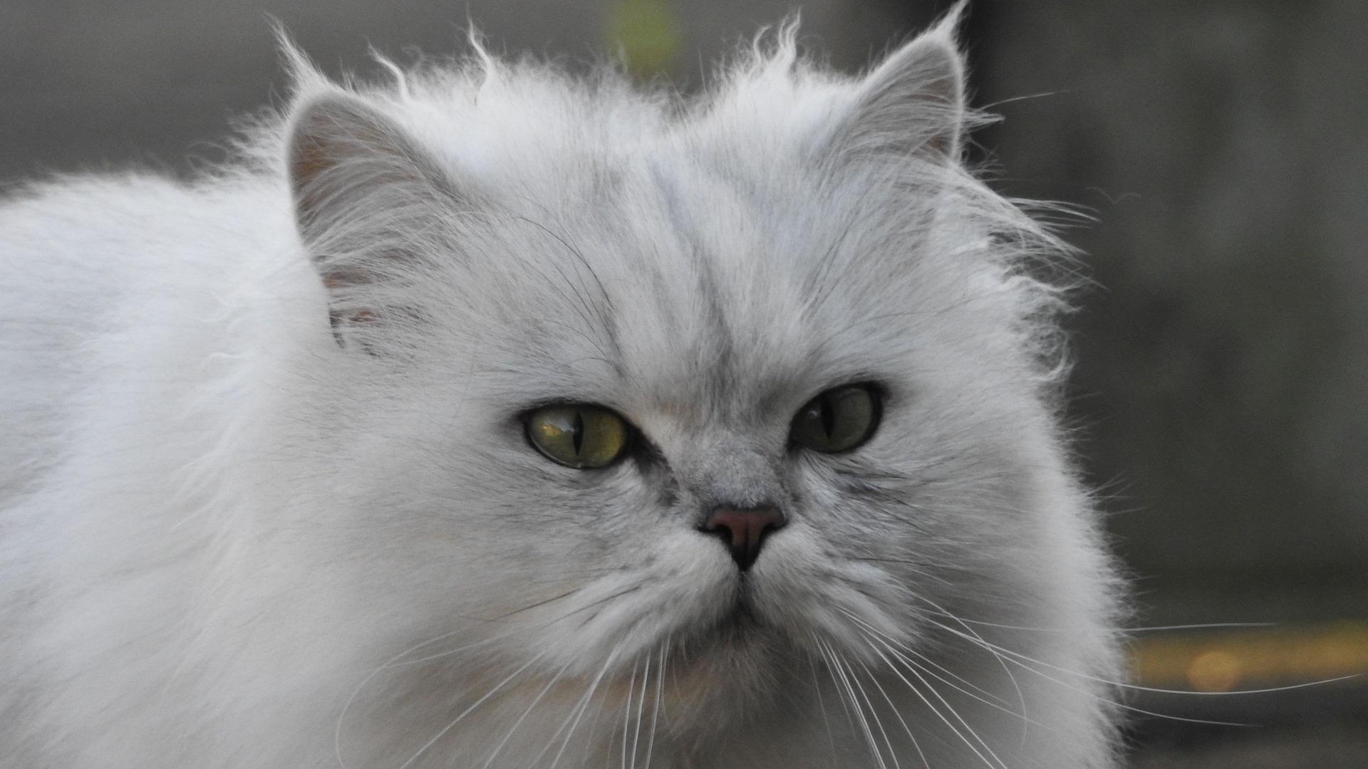 Всё о кошках (vse-o-koshkah) Познавательное