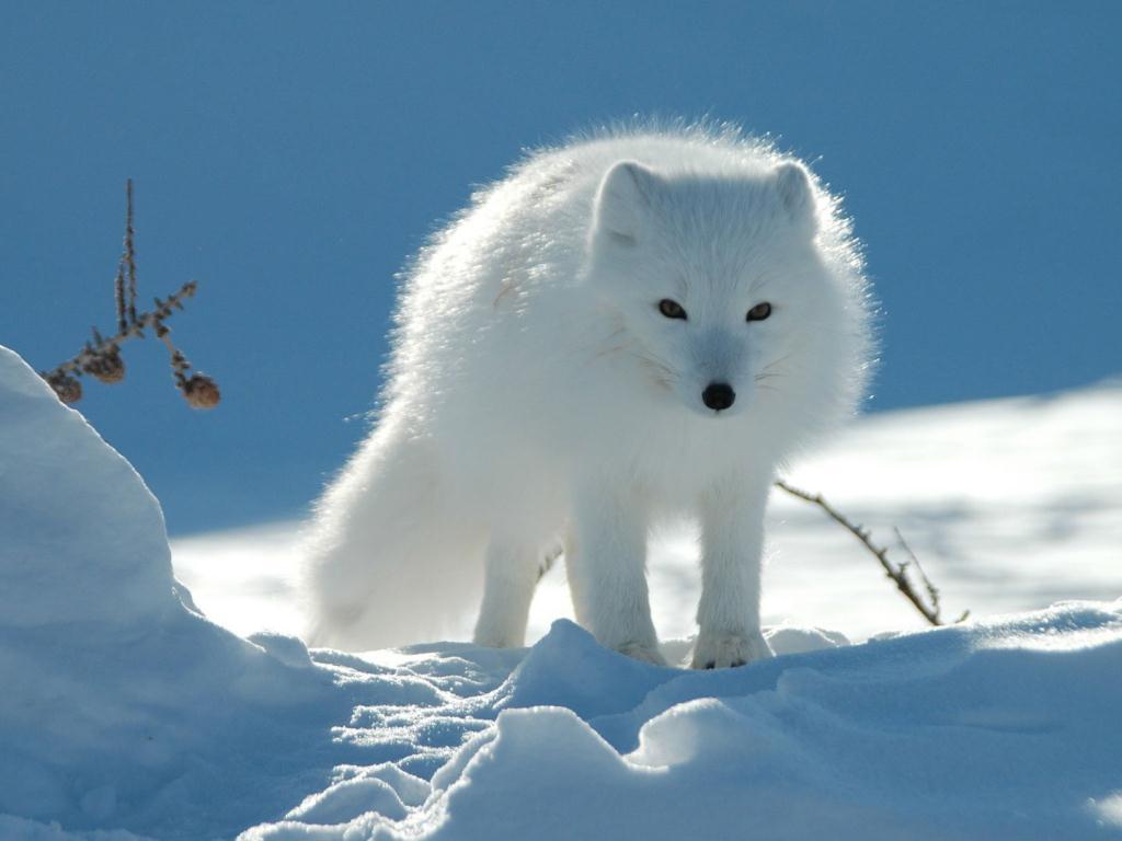 В царстве льда: жизнь на грани (v-tsarstve-lda-zhizn-na-grani) Документальный фильм