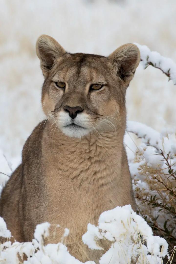 Puma, legenda munților (puma-legenda-munilor) Документальный фильм