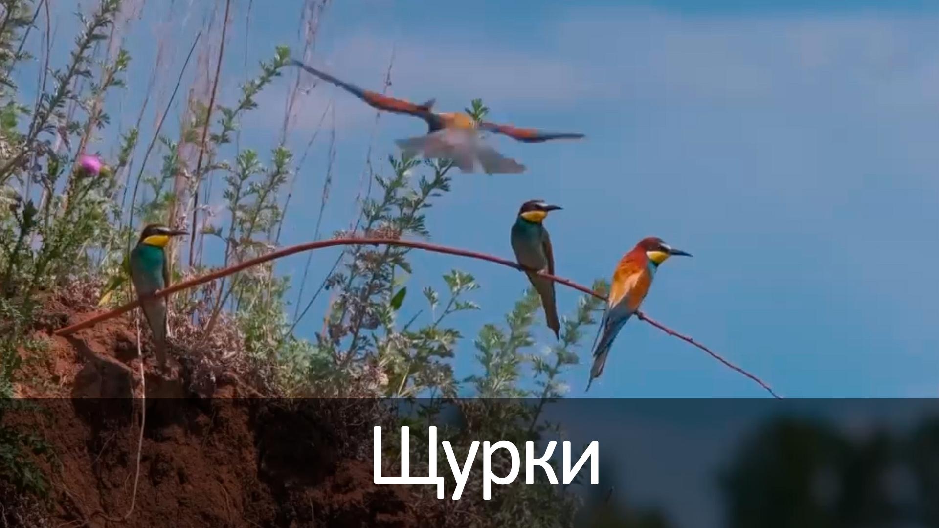 Щурки (schurki) Досуг, хобби