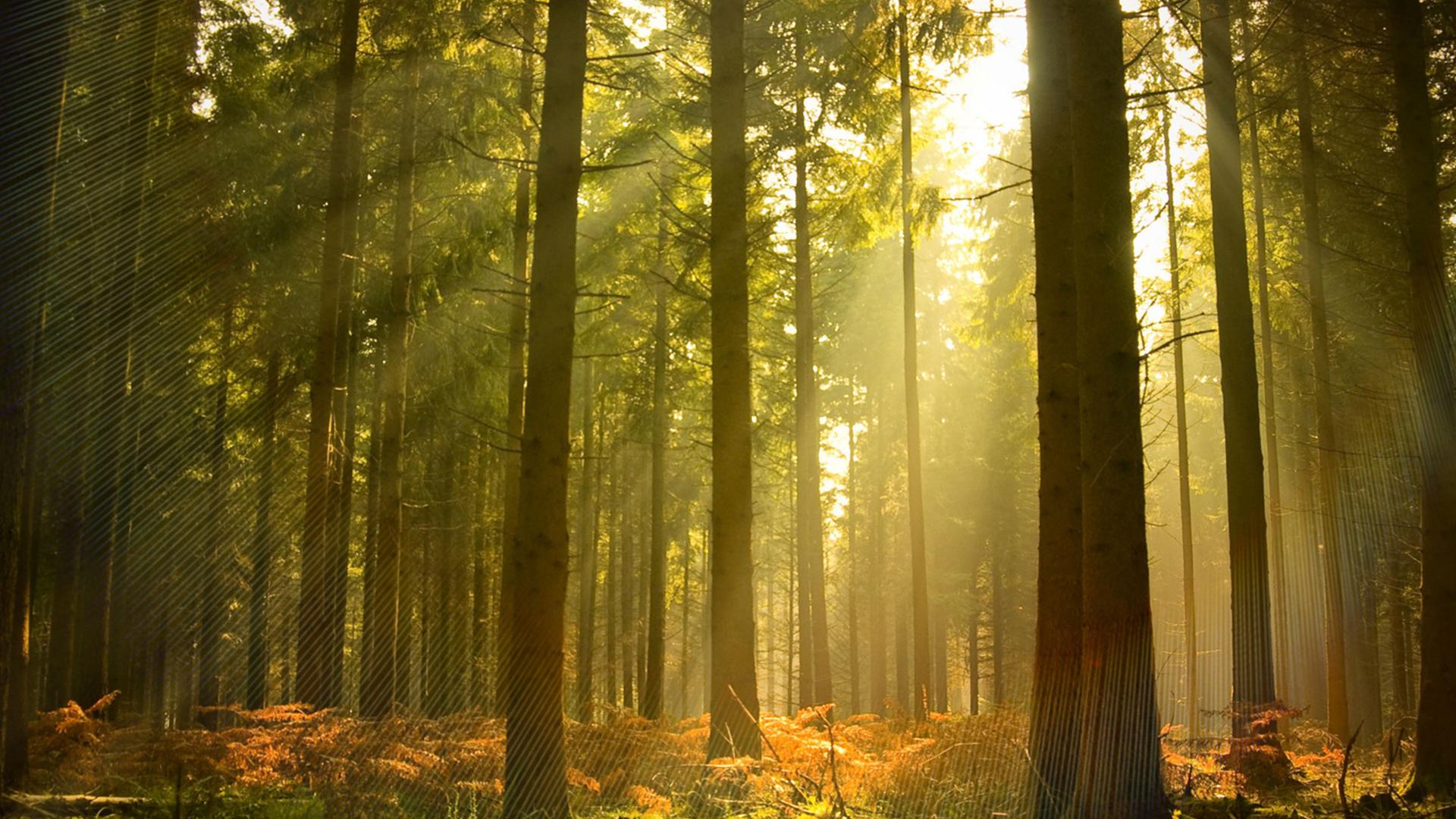 Вернуться в лес (vernutsja-v-les) Документальный сериал