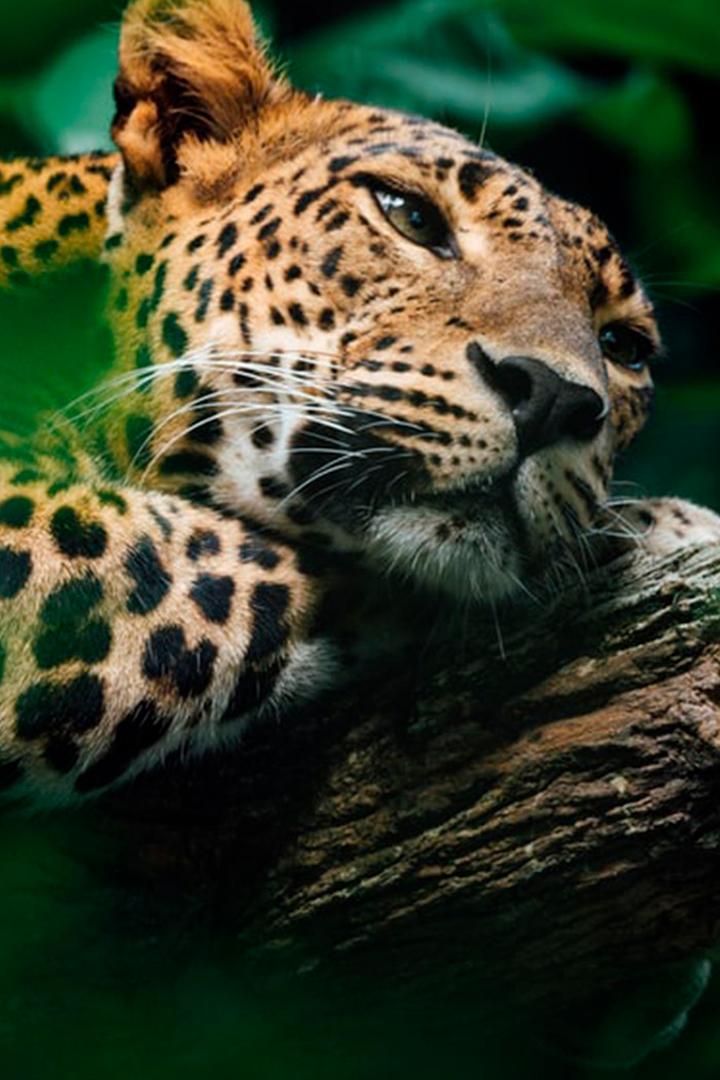 Ягуар – король джунглей (jaguar-korol-dzhunglej) Документальный фильм
