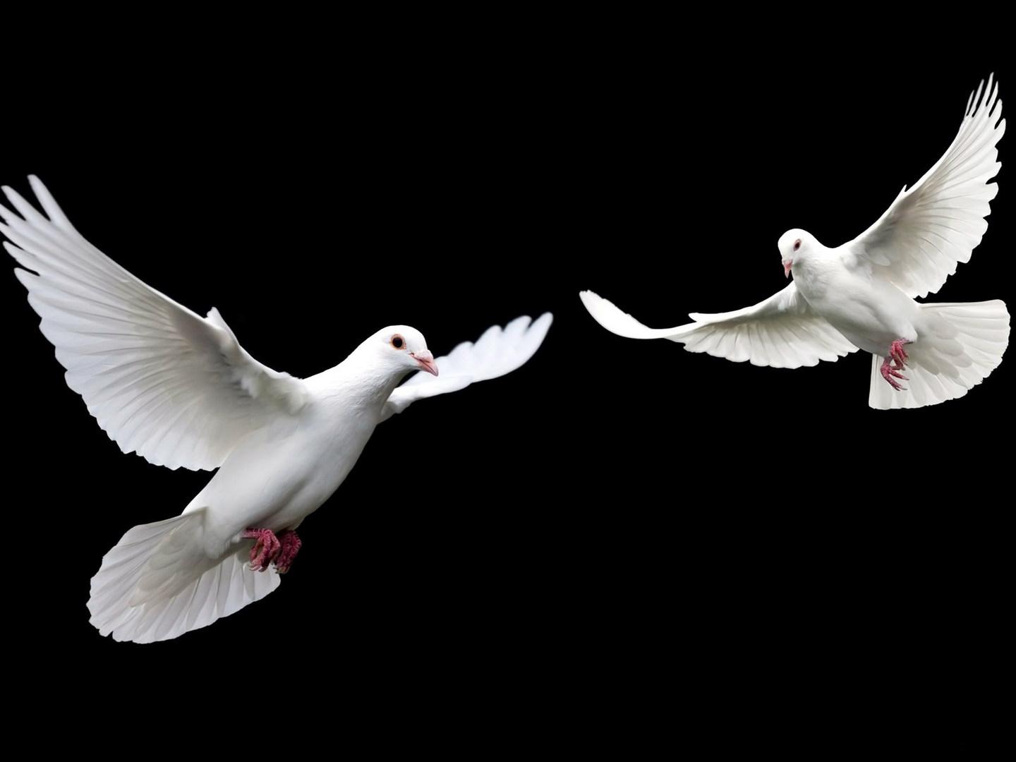 Голуби войны (golubi-vojny) Сериал 2006