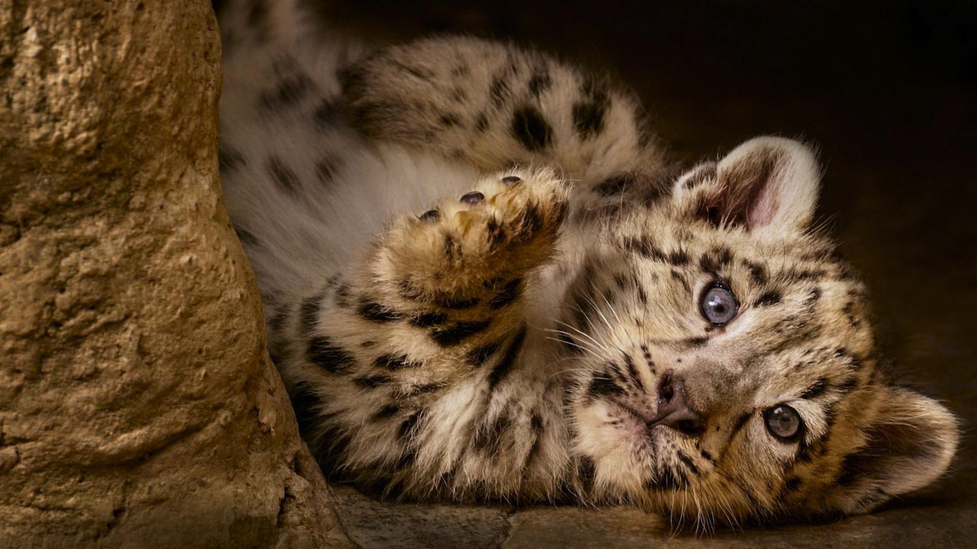 Дикая природа Китая (dikaja-priroda-kitaja) Документальный сериал