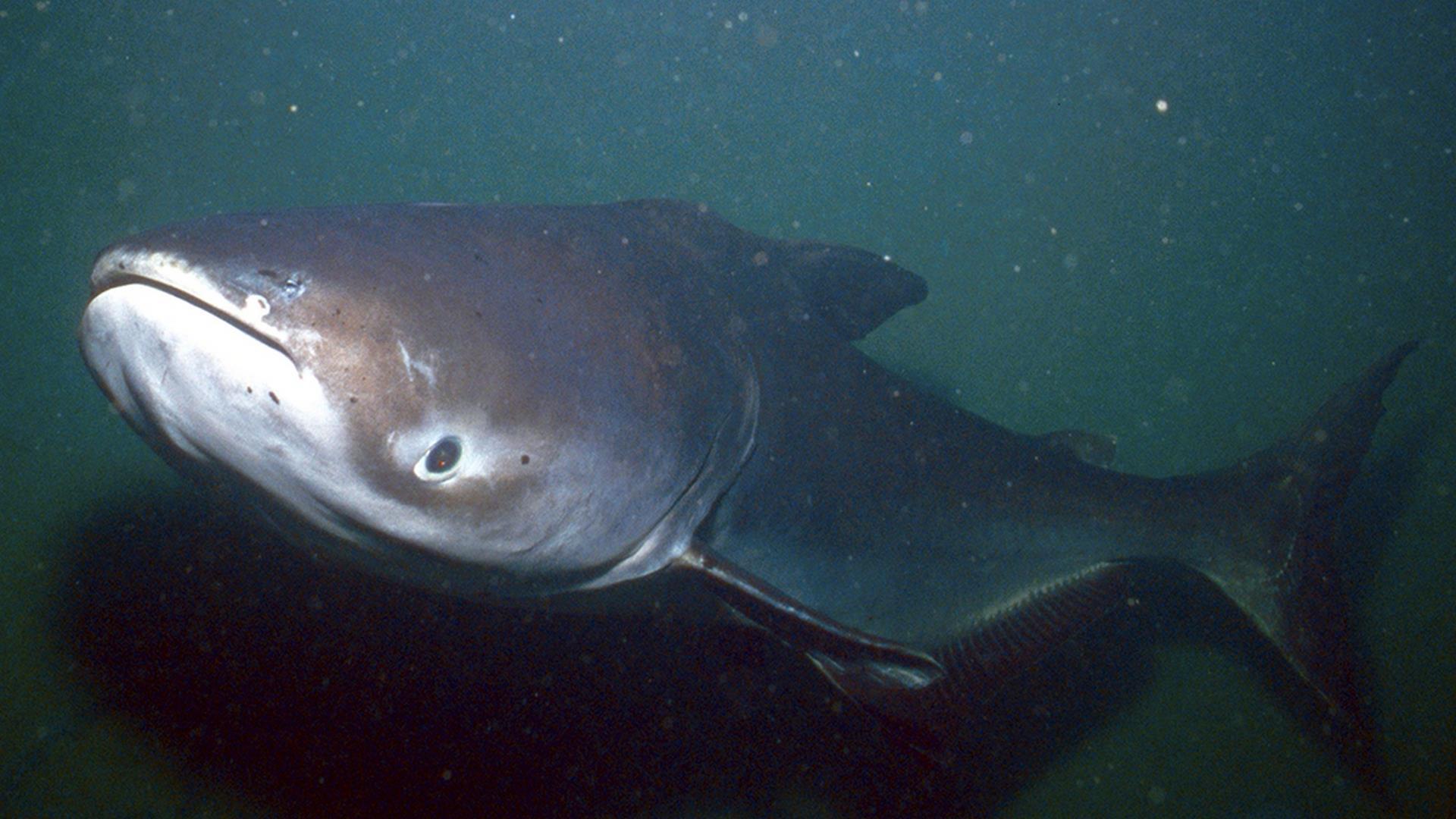В поисках рыбы-монстра реки Амазонки (v-poiskah-ryby-monstra-reki-amazonki) Документальный сериал