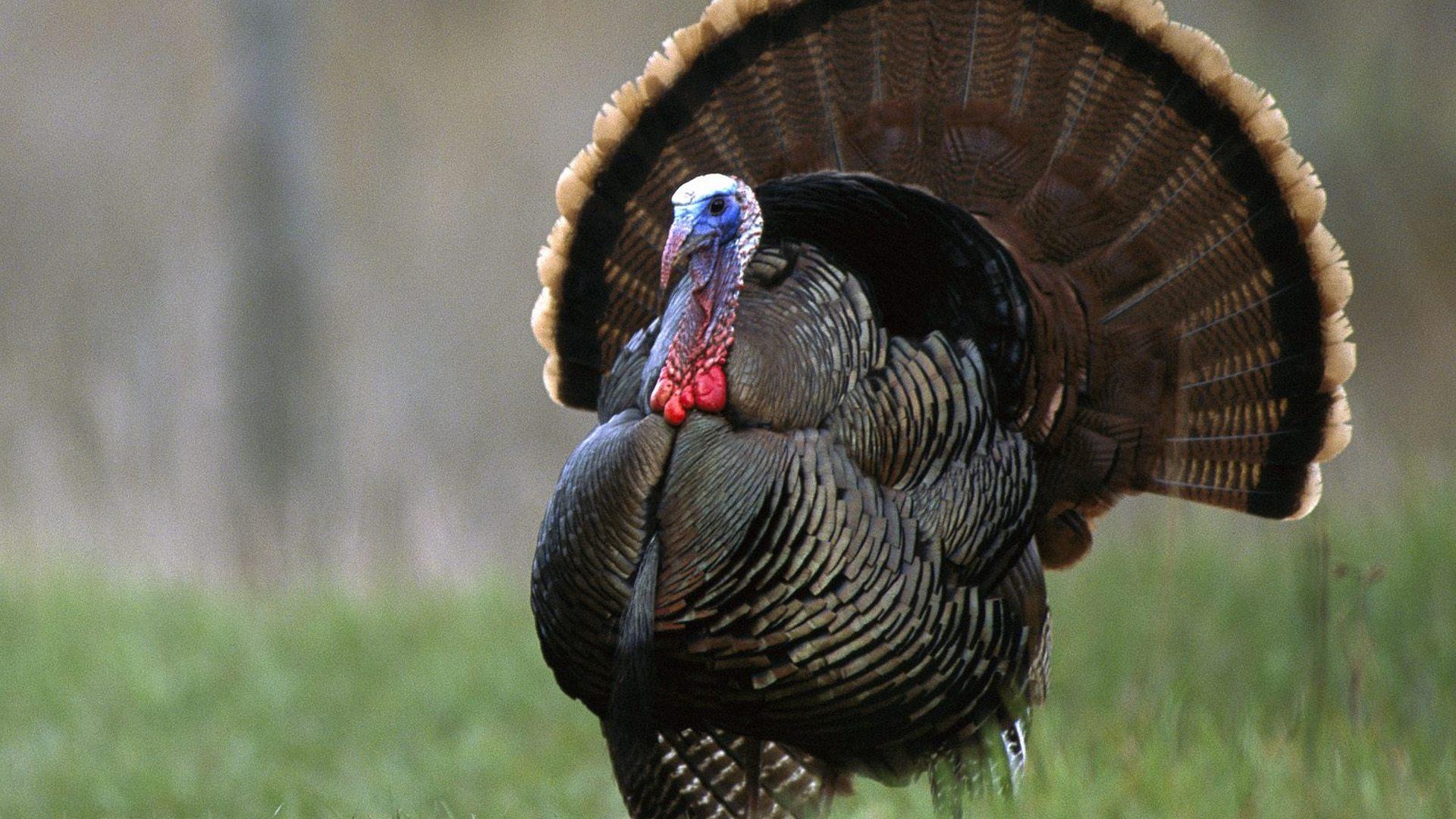 Дикая Турция (dikaja-turtsija) Документальный фильм