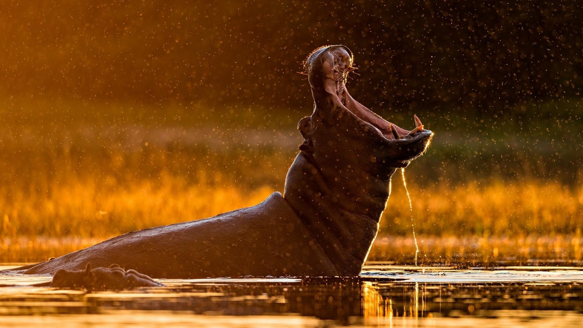 Кровавые соперники: гиппопотамы против львов (krovavye-soperniki-gippopotamy-protiv-lvov) Документальный фильм