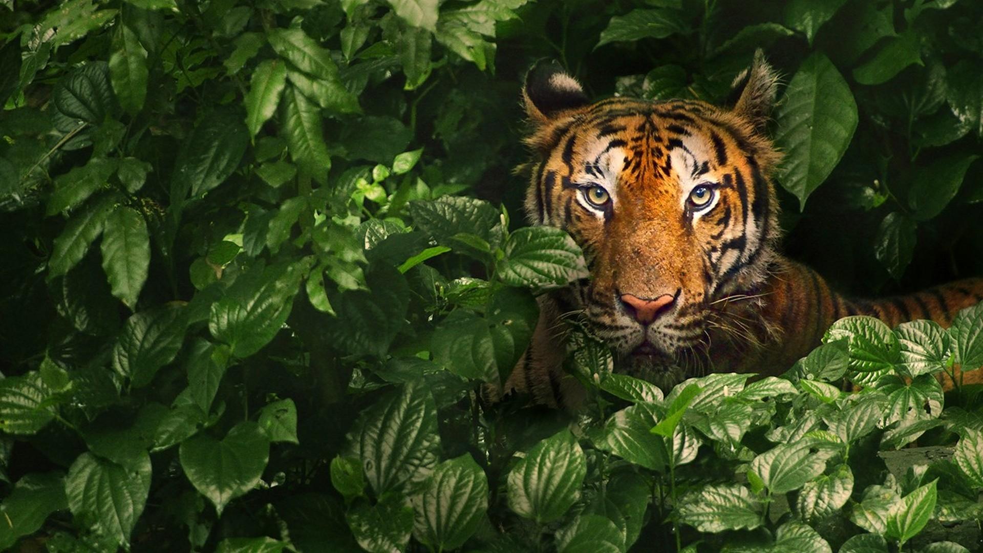 Тигр в бегах (tigr-v-begah) Документальный фильм