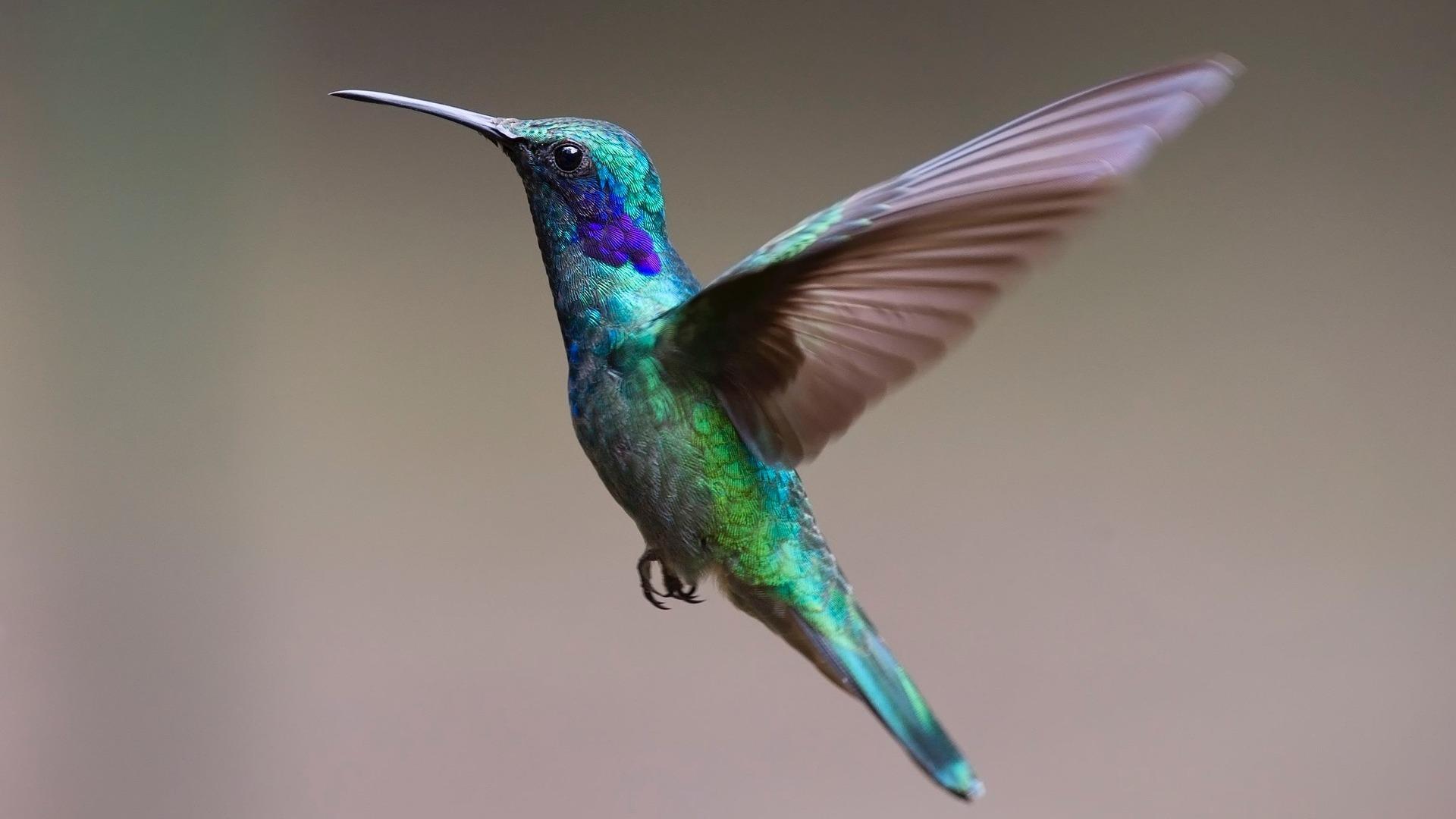 Такие разные птицы (takie-raznye-ptitsy) Досуг, хобби