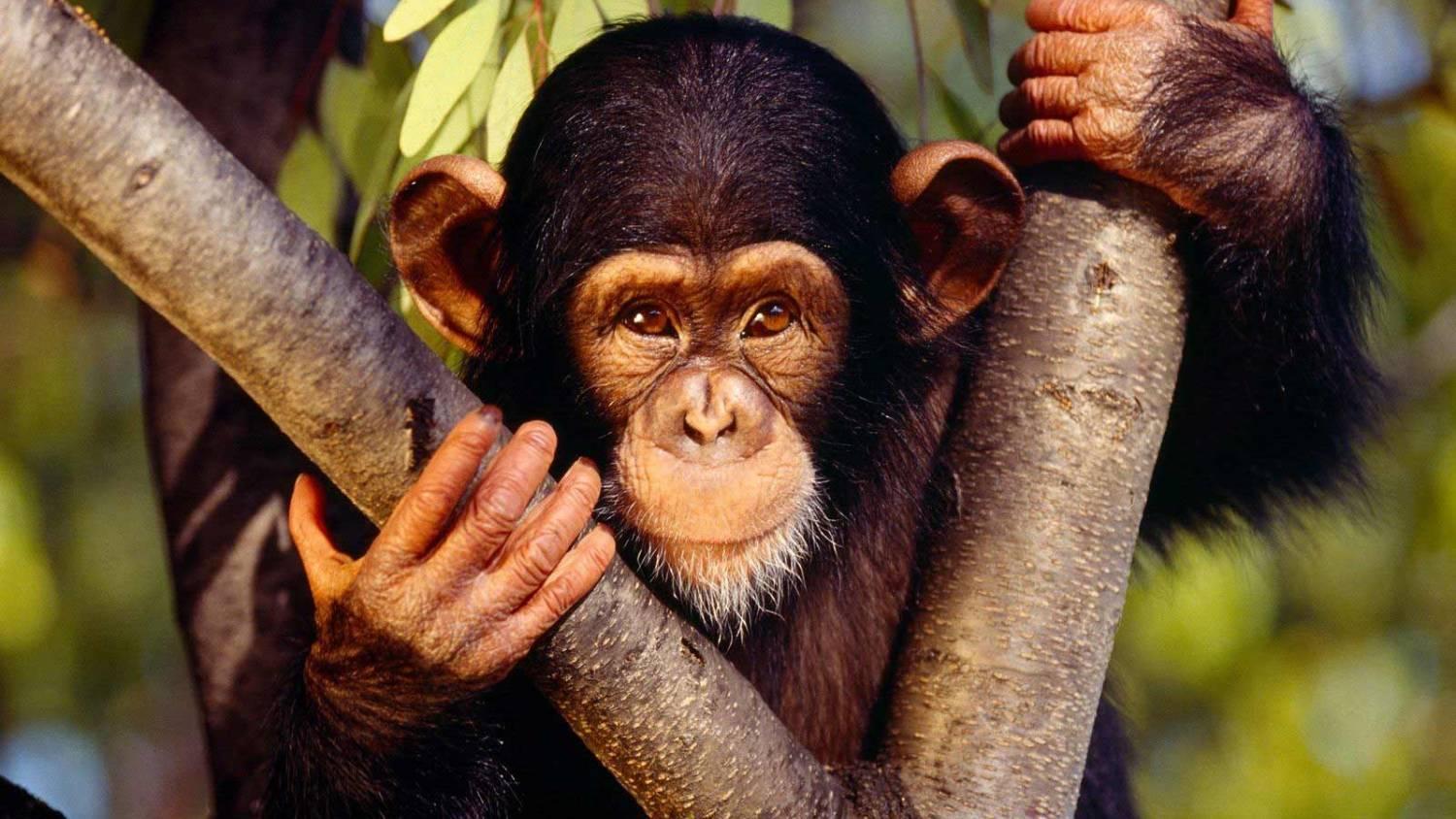 Le refuge des chimpanzés (le-refuge-des-chimpanzs) Документальный фильм