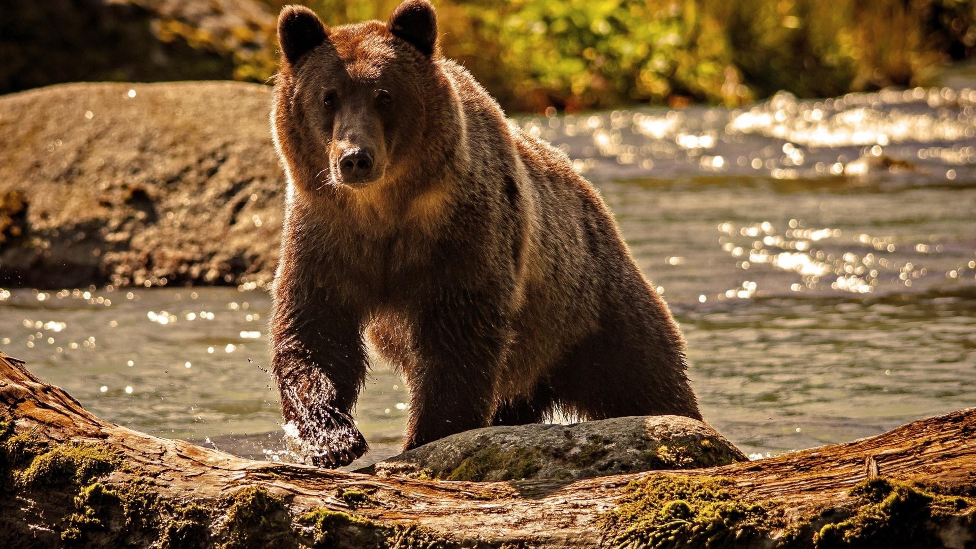 Проект «Гриззли» (proekt-grizzli) Познавательное