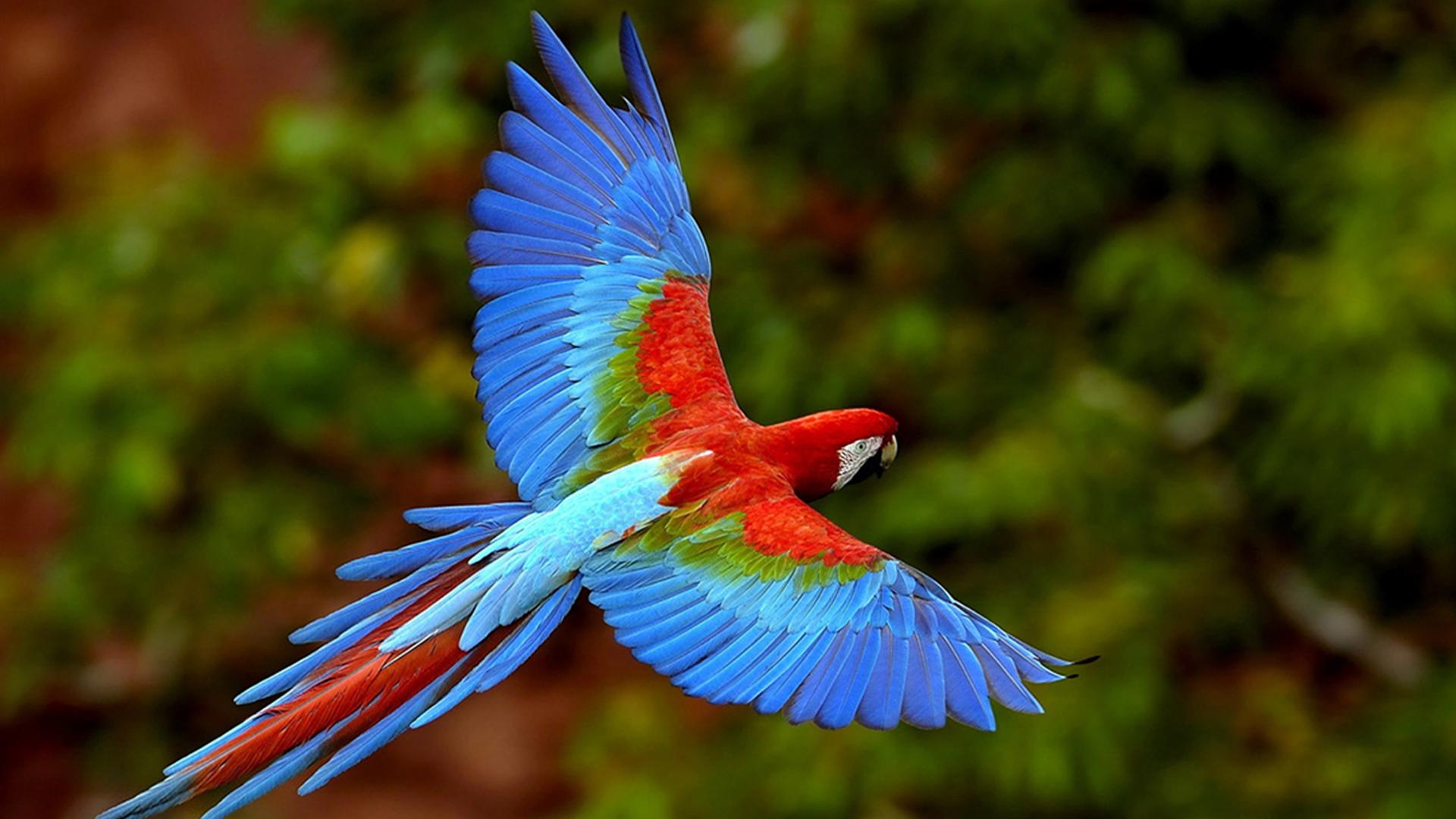 Доверенный попугаев (doverennyj-popugaev) Документальный фильм